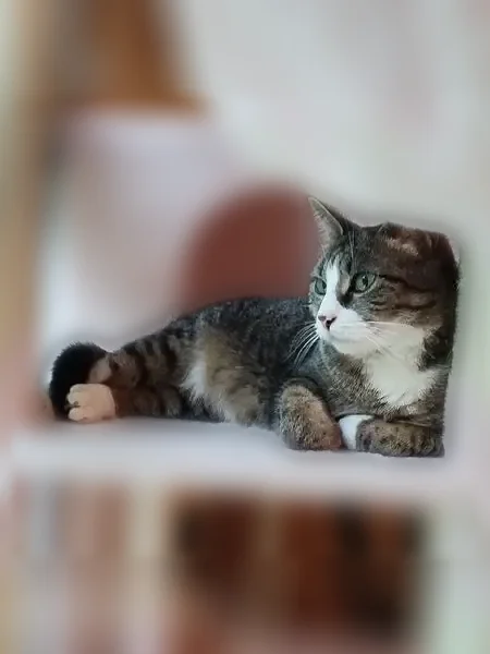 Chat perdu, Rue des Saumonières, 8, Nantes - femelle, tigrée grise et blanche - photo