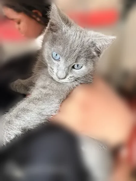 Chat disparu Fille, Pontault-Combault (fl595535) - photo