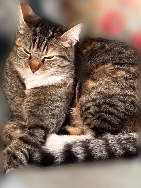 Chat perdu femelle, Rue Aristide Briand, 35, Colombes, Chanceaux-sur-Choisille — pucée, harnais rouge - photo