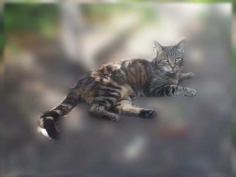 Chat perdu, femelle, Teyran - photo