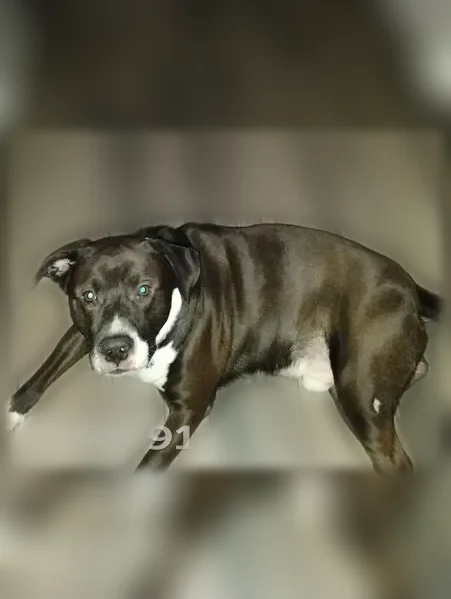 Lost dog, Wheeler Avenue, 364, Hampton - male - photo