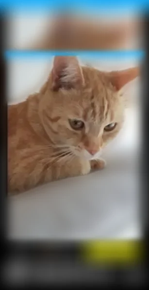 Chat perdu femelle, Rue de Flandre, 233, Marck - roux, ventre blanc, collier gris - photo