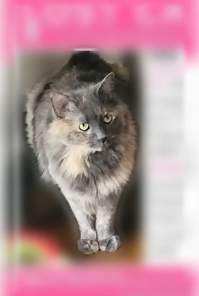 Lost cat, Hoagland Avenue, 3404, Fort Wayne - female, green eyes, black nose - photo