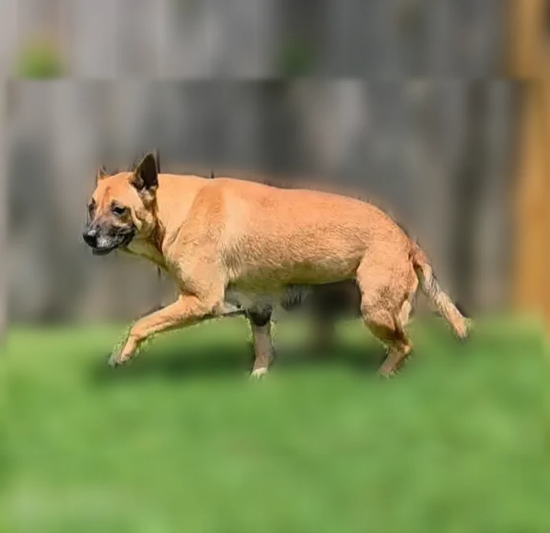 Lost dog, Newbury Park Drive, 20818, Katy - female, scared, limping on left back leg - photo