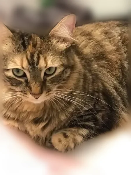 Lost cat, Springdale Drive, 926, Marietta - photo