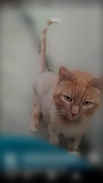 Chat perdu mâle, Rue de l'Équerre, 5, Saint-Amand-Montrond, Toulon-sur-Allier - poil roux, craintif - photo