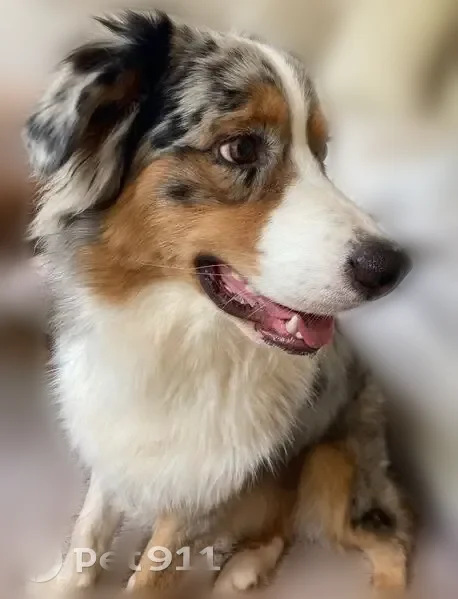 Lost dog, Crosstown Drive, 260, Peachtree City - male, blue merle Australian Shepherd, timid with strangers - photo