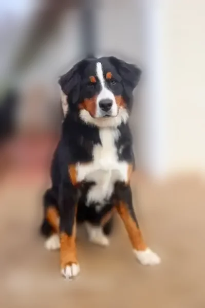 Lost dog, Gish Road, 697, Onalaska, Seattle - female, black/white/tan - photo