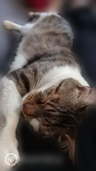 Chat perdu mâle, Rue de Buneville, 38, Ternas, Saint-Pol-sur-Ternoise - tigré gris et blanc, tatoué et castré - photo