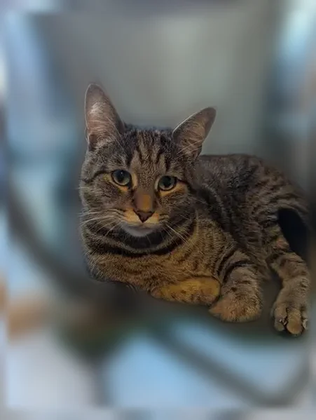 Chat perdu mâle, Chemin de l'Estibère, 7, Cestas - grand, gris tigré - photo