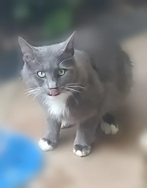 Lost cat, Southeast 26th Court, 3311, Ocala - male, gray medium-length fur with white chest and mittens - photo