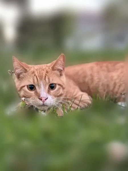 Lost cat, South Lincoln Avenue, 555, Waukegan - orange collar, named Mango - photo