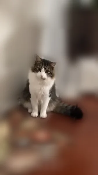 Lost cat, Brooks Farm Road, Chicago - male, walks with his neck tilted - photo