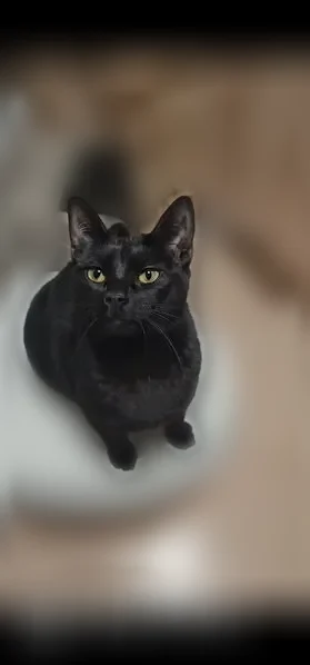 Lost cat, Cooper Valley Village Road, Edgewater Park Township, Beverly - female, pink flea collar and pink bell collar - photo