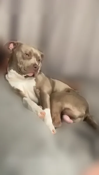 Lost dog, East 5th Street, 416, Dallas - male, light grey slim pitbull named Piper - photo