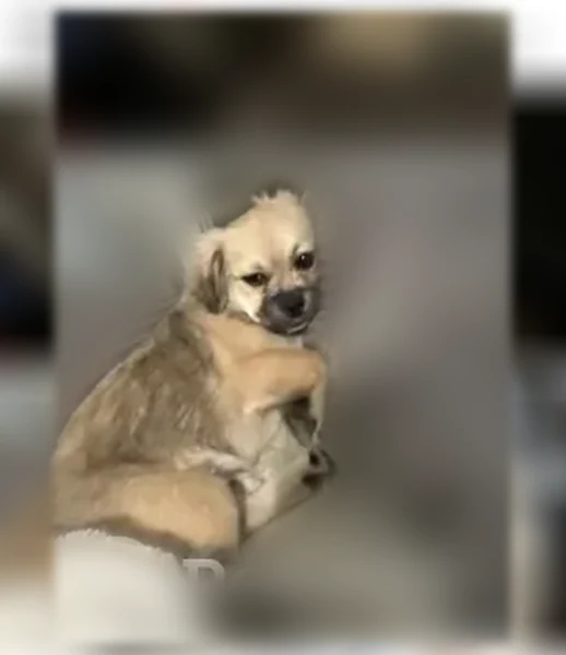 Lost dog, Grand Avenue, Fort Worth - female, small, fluffy, curled tail - photo