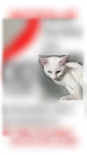 Chat perdu, Rue de la Villa Romaine, 109, Terres-de-Caux, Fauville-en-Caux - femelle blanche aux yeux bleus - photo