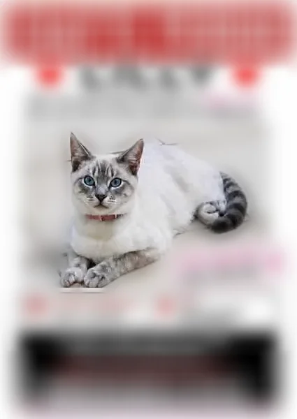 Chat perdu femelle, Rue de la Vallée, Ermont, Montreuil — collier avec nom - photo