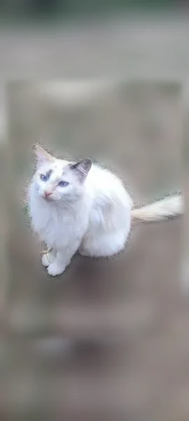 Chat perdu femelle, Rue Gabriel Péri, 50, Lalinde - chatte blanche à poils mi-longs, yeux bleus - photo