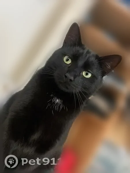 Chat perdu mâle, Rue du Maine, 20, Angers - gros chat noir de 8kg - photo