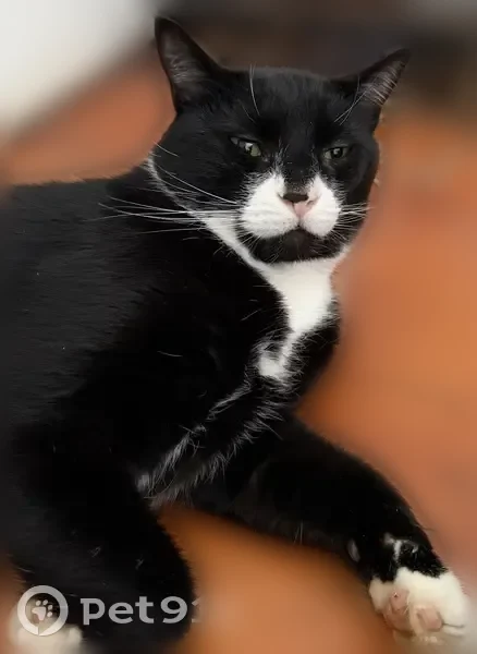 Lost cat, Park Street, 20, Easthampton, Northampton - male, black and white tuxedo cat - photo