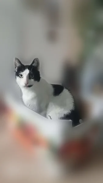 Chat perdu mâle, Rue Pasteur, 27, Saint-Omer, Lille - noir et blanc, yeux verts/jaunes - photo