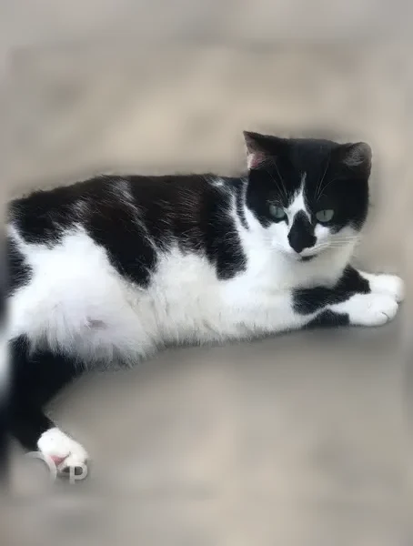Perdu chat femelle, Québriac, Paris - petite, blanche avec taches noires - photo