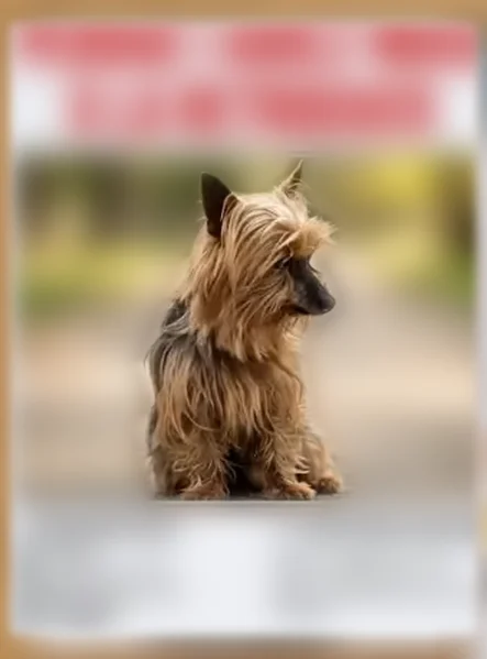 Chien perdu, femelle, La Roche-sur-Yon - photo