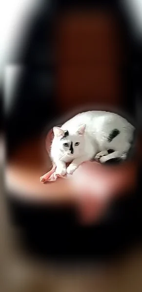 Chat perdu, femelle, Rue Vieille du Brouage, Chauny, Paris - peureuse, tâche noire sur le nez - photo