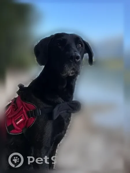 Perdu chien femelle, Plourin, Bretagne, Paris - grande chienne noire croisée labrador-beauceron - photo