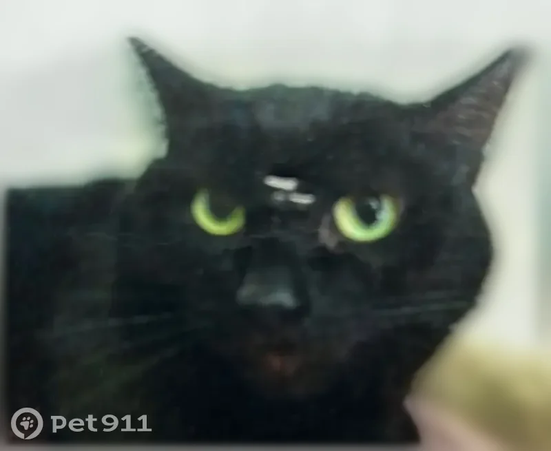 Lost cat, 50th Avenue Southwest, 4700, Seattle - female, all-black, microchipped - photo