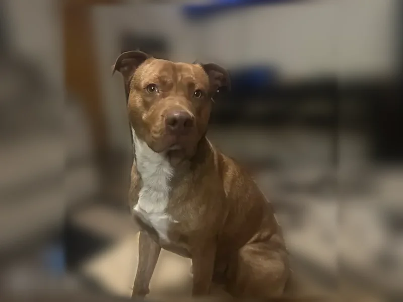 Lost dog, Mesa, Colorado, Grand Junction — male, red/brown brindle with white on chest - photo