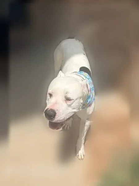 Lost dog, West Paula Road, 10100, Odessa - mostly white, black spots on shoulder and butt - photo