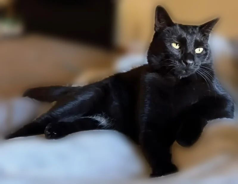 Lost cat, Casey’s gas station on 2500 NW 12th St, Lincoln, Lincoln - male, black cat with white spot on belly and yellow eyes - photo