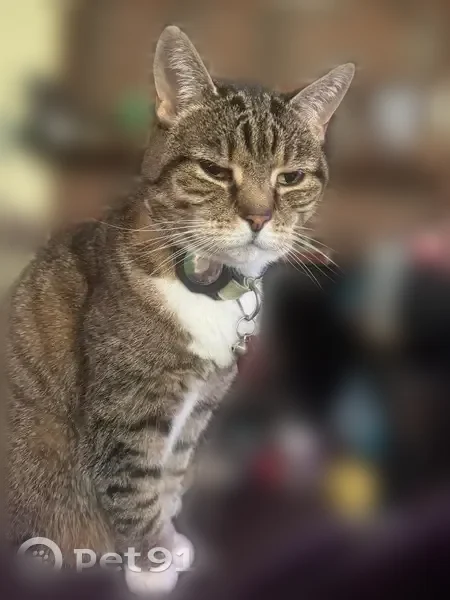 Lost cat, Capella Avenue, 6213, Burke - gray tabby with green collar - photo