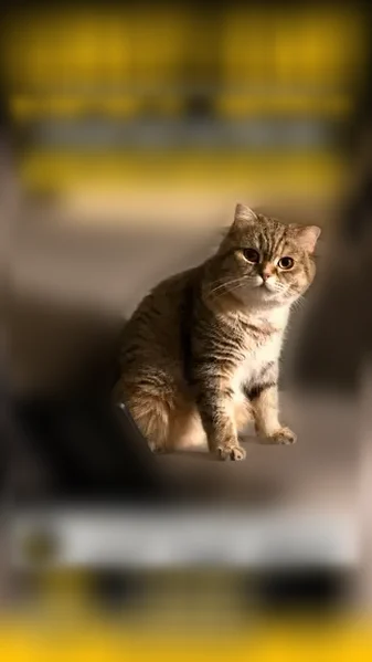 Lost cat, 107th Street, 90-07, Queens - female - photo