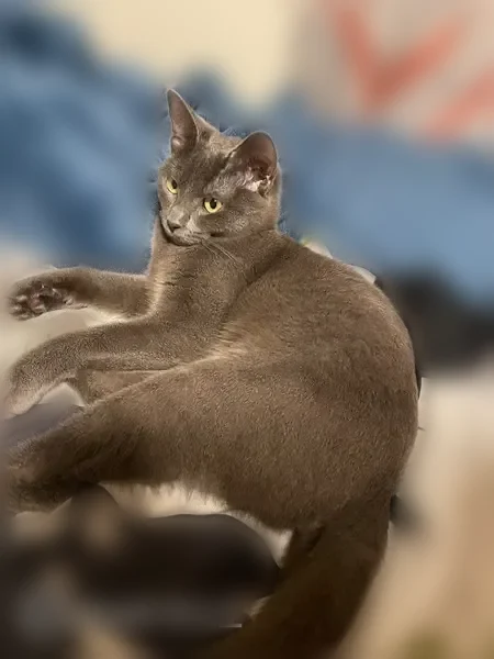 Lost cat, Cooley Street, Springfield, Yarmouth - female, gray with white patch on chest - photo