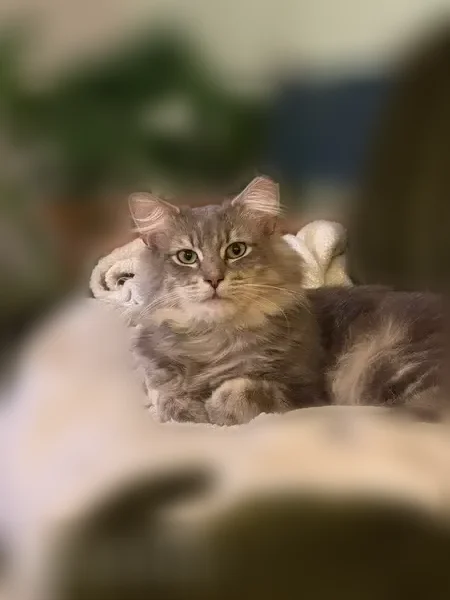 Lost cat, Chester Avenue, 4608, Philadelphia - male - photo