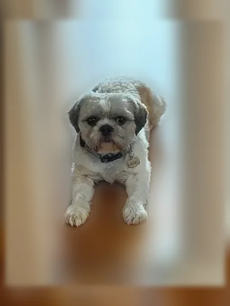 Lost dog, South Kenneth Avenue, 6730, Chicago - white Shih Tzu - photo