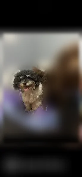Lost dog, 25th Avenue, 2401, Franklin Park - female - photo
