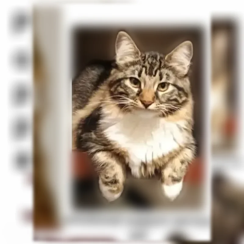 Lost cat, Day Street, 206, New Haven - white fluffy fur, yellow eyes - photo