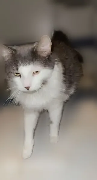 Lost cat, 45th Avenue, 196-64, Manhattan - male, grey and white, friendly - photo