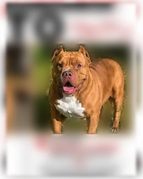 Lost dog, East Suffolk Avenue, 166, Central Islip - male, caramel tan with a white chest - photo