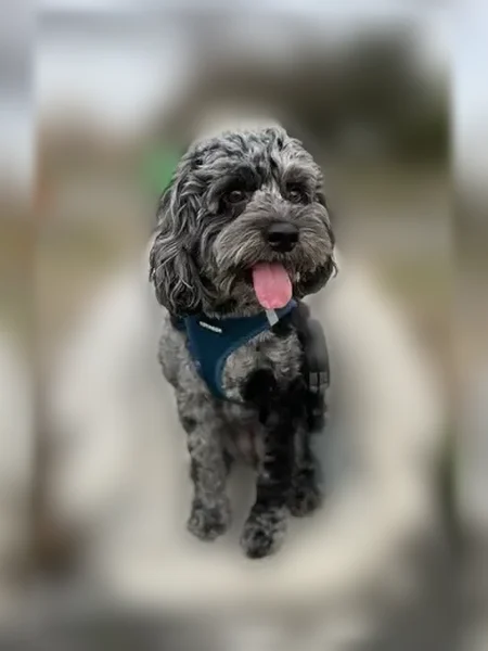 Lost dog, York Drive, 7, Edison - female - photo