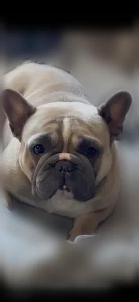 Lost dog, Requa Avenue, 5495, Las Vegas - male - photo