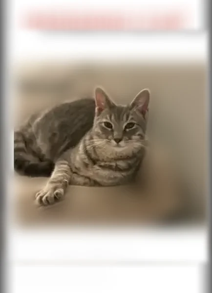 Lost cat, Hopkins Road, 219, Cumberland - male, big ears - photo