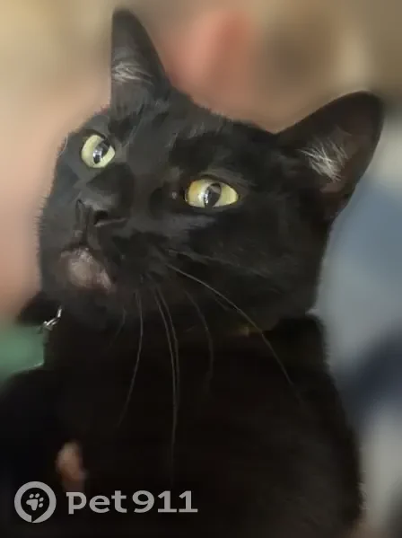 Lost cat, Lunar Drive, 7003, Austin — female, black American Domestic Shorthair - photo