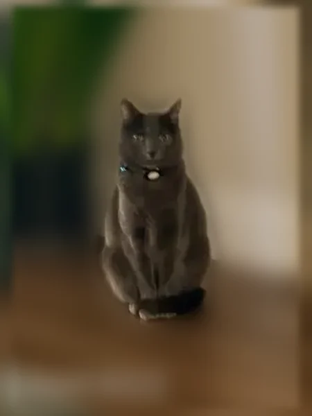 Lost cat, 20th Avenue Southwest, 7343, Seattle - all gray, skittish indoor-only cat - photo