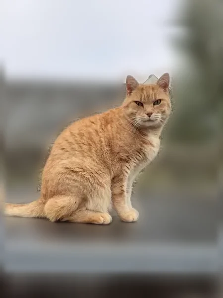 Chat perdu mâle, Rue Beauséjour, 2, Angers - costaud et très câlin - photo