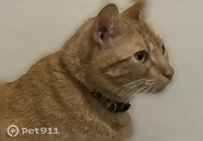 Lost cat, East Main Street, 100, Mesa - male, orange, neutered - photo